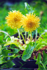 Yellow Gerbera flowers growing in a pot on a meadow at home