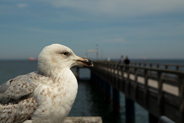 Nahaufnahme, Kopf eine Möwe, auf der Seebrücke in Binz an der Ostsee, auf der Insel Rügen am Meer, an der Ostsee, in Mecklenburg-Vorpommern