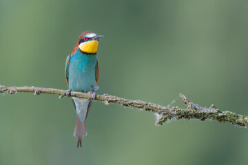 Bee eater perched on branch (Merops apiaster)
