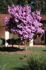 Landscape at Pico das Agulhas Negras in the city of Resende