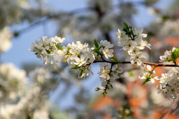 white plum blossom
