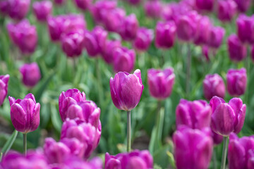 Fototapeta premium Violett blühendes Tulpenfeld / Holland Tulpen