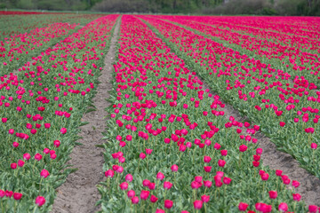 Pink bl&uuml;hendes Tulpenfeld / Holland Tulpen