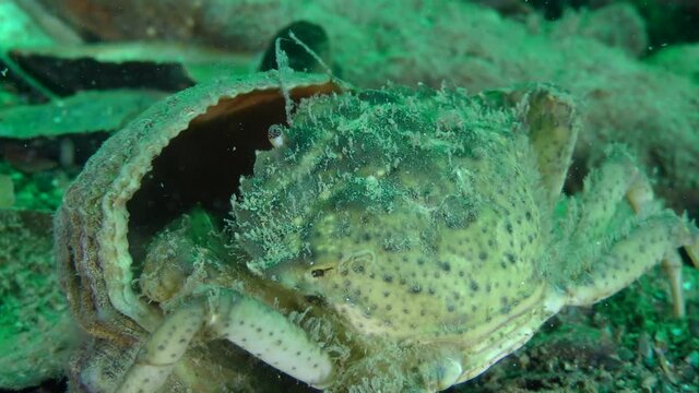 Green crab or European green crab (Carcinus maenas) takes out meat from the shell of Veined Rapa Whelk (Rapana venosa), close-up.