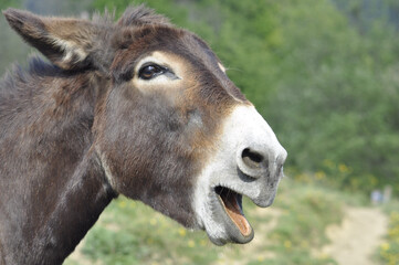 portrait of a donkey