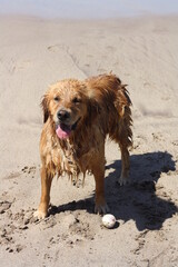 Labrador feliz