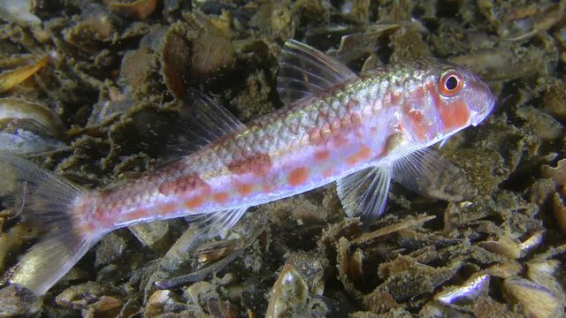 Bottom fish Red mullet (Mullus barbatus) raises the dorsal fin, then leaves the frame, close-up.