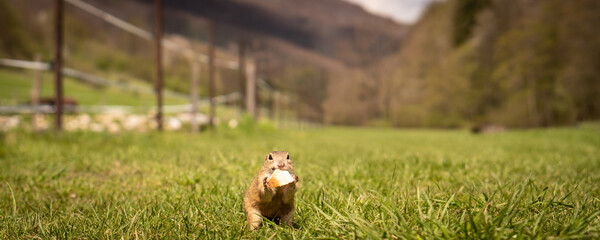 Banner a little ground squirrel eats goodies on the meadow.