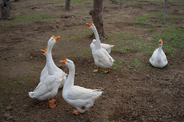 A flock of big white geese resting in the orchard