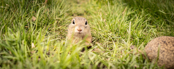 Banner of a curious ground squirrel peeking out of his house.