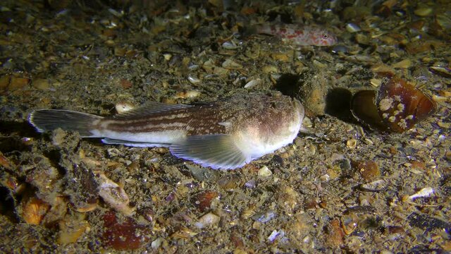 Sea fish Atlantic stargazer (Uranoscopus scaber) lures prey Red mullet (Mullus barbatus) with a worm-like tongue movement.