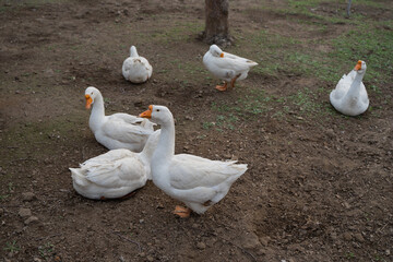 A flock of big white geese resting in the orchard