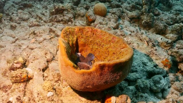 Soapfish rest in sponge in coral reef of Caribbean Sea, Curacao