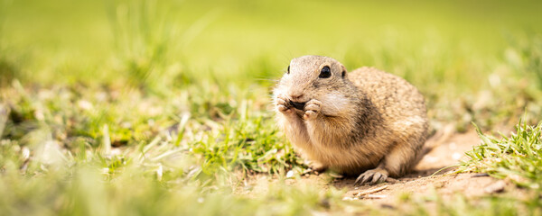 Banner a little ground squirrel eats goodies on the meadow.