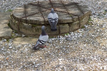 鳩と井戸