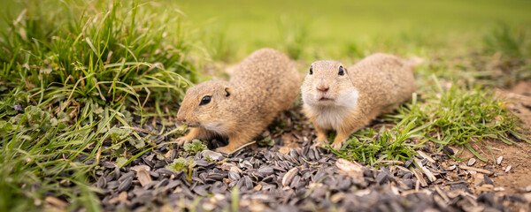 Banner small ground squirrels are fed in a meadow.