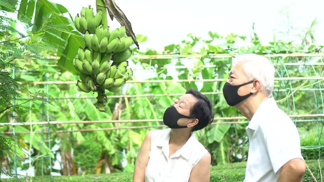 Asian senior couple checking on banana in threir farm