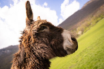 Portrait of a cute donkey outdoors in a meadow on a sunny day.