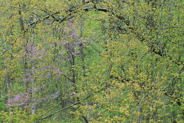 Landscape of a spring forest with redbud in bloom, Kalamazoo River, Michigan, USA 