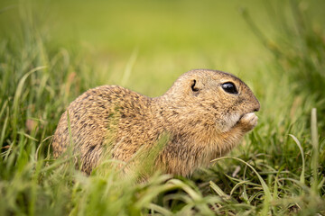 Naklejka na ściany i meble A little ground squirrel eats goodies in a meadow.