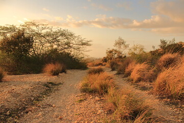 pastizal del camino