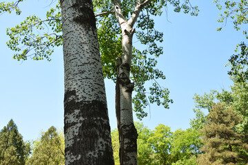 Fototapeta premium big trunk of white birch tree in the forest in sunny day