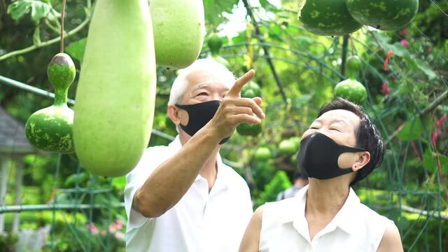 Asian senior couple checking on Calabash farm green organic vegetable
