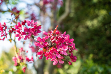 Pink blühender Japanischer Zierapfel