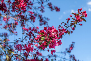 Pink blühender Japanischer Zierapfel
