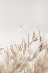 Dry brown gold color reed grass heads with fluffy bud in light background with place for text macro vertical