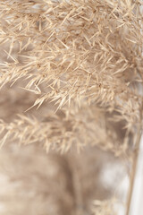 Dry brown gold color reed grass heads with blur background vertical