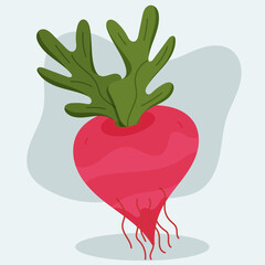 Hand drawn radish