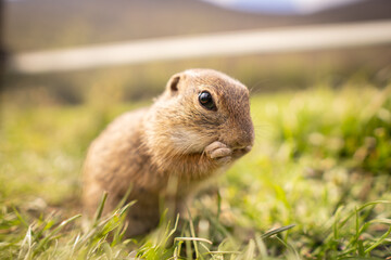 A little ground squirrel eats goodies in a meadow.