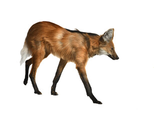 Maned wolf (Chrysocyon brachyurus) isolated