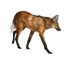 Maned wolf (Chrysocyon brachyurus) isolated © valeriyap