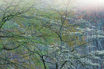 Foggy spring landscape of forest with dogwood in bloom, Lake Doster, Michigan, USA
