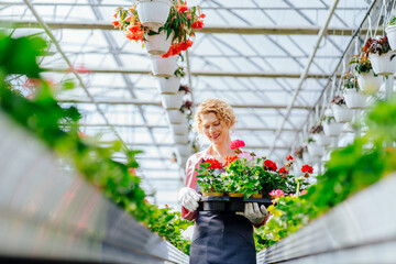 Beautiful romantic slim woman in a greenhouse with geranium. The female is holding a pallet or box with flowers. Art portrait of a girl wearing grey apron and pink shirt.