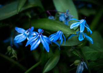 Macro photo of blue Scilla siberica amazing flower.