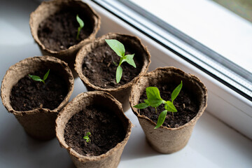 Pepper seedlings in peat pots on the windowsill