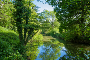 The River Mole, Near Esher, Surrey, England, UK. The tree-lined river and still water creates a...