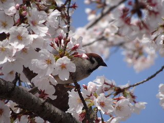 すずめと桜の木