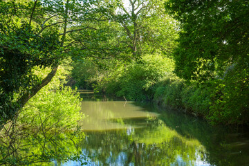 Fototapeta premium The River Mole, Near Esher, Surrey, England, UK. The tree-lined river and still water creates a tranquil scene.