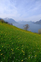Fototapeta na wymiar A view on the Lucern Lake, from the small swiss village of Vollingen. Seelisberg, Switzerland, the 26th April 2021.