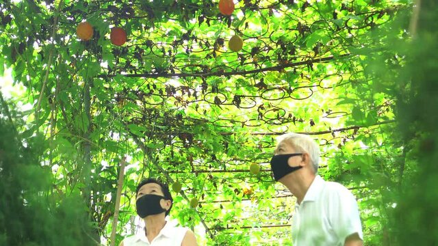 Asian senior couple organic farm owner wearing mask checking product before harvest