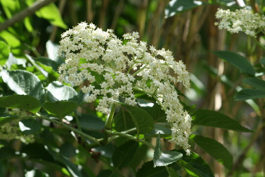 Fleurs de sureau