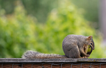 Funny young squirrels playing together