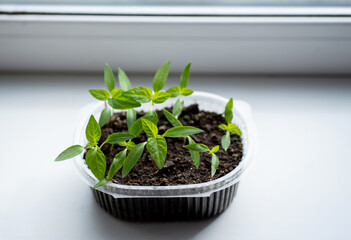 Pepper seedlings in a plastic container on a windowsill