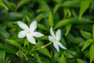 Jasmine Flowers, Sampaguita, Jasminum sambac, Natural background
