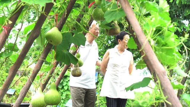 Asian senior couple working at backyard farm garden beautiful organic product