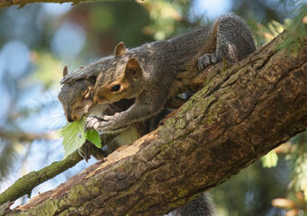 Funny young squirrels playing together